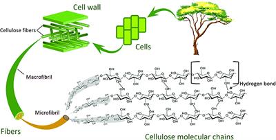 Non-woody Biomass as Sources of Nanocellulose Particles: A Review of Extraction Procedures